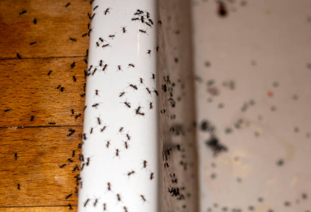 Best Affordable Pest Control Services  in South Waverly, PA