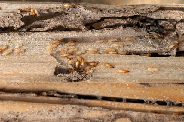 Best Insect Control  in South Waverly, PA