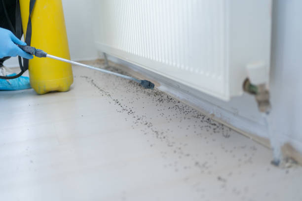 Best Wasp Removal Services  in South Waverly, PA